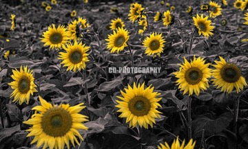 49A74CF4-8720-4CE9-AFB6-354B63B814DB/L0/001