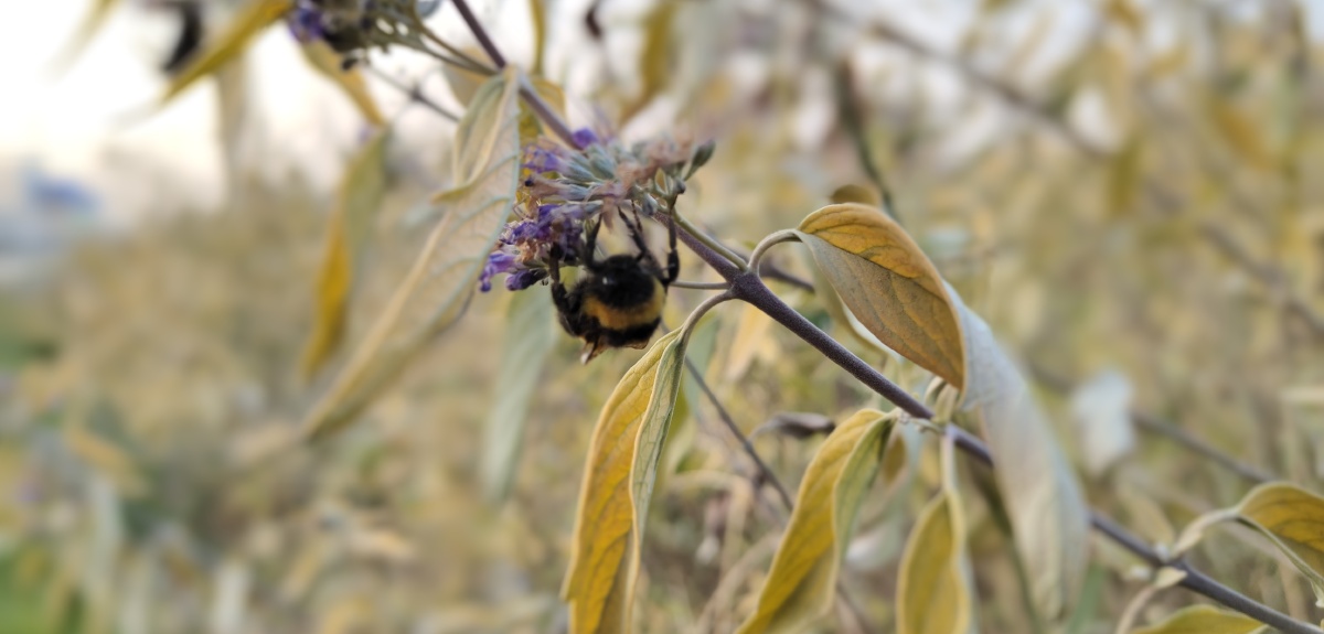 手机摄影被冻死的熊蜂