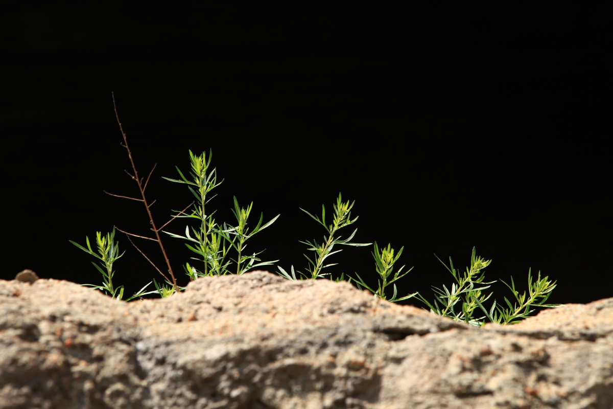青青草尖 - 摄影师大竹子 - 图虫