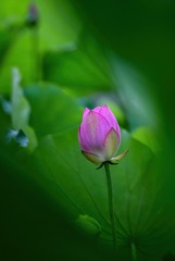 19590D11-DD98-4CF4-8CC1-A7D54392BBAF/L0/001