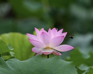 0F392C85-CBB1-4515-99B8-D5C31E175903/L0/001