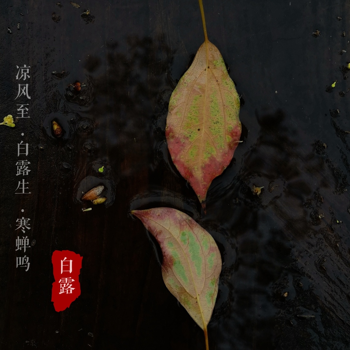 凉风至,白露生,寒蝉鸣