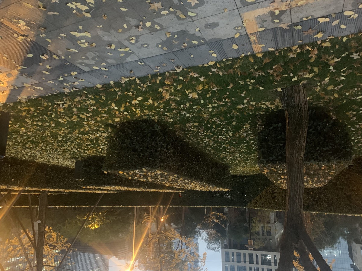 路灯下的落叶,是忧伤还是归宿