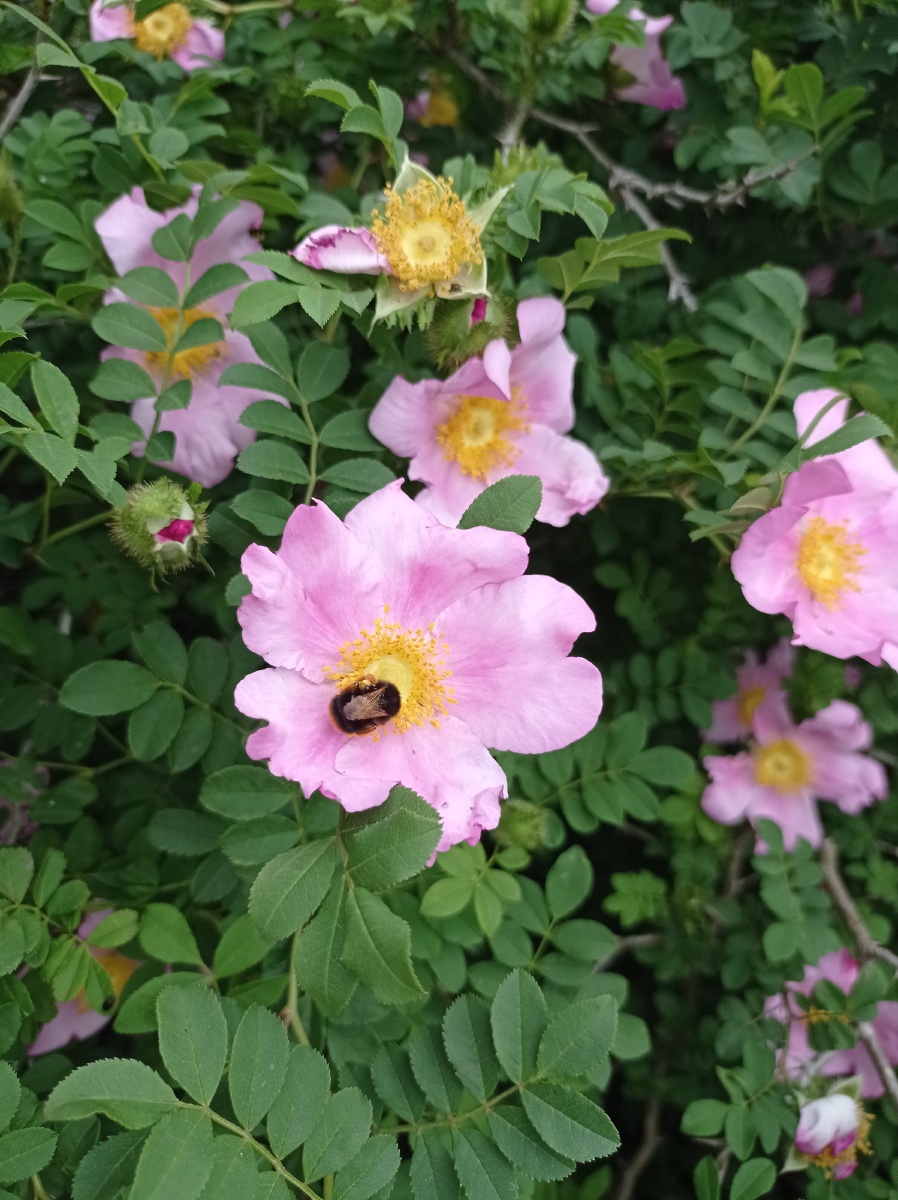漫山开满刺梨花