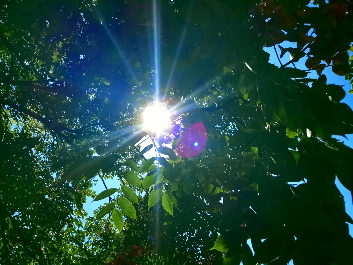 烈阳高照大树底下好乘凉