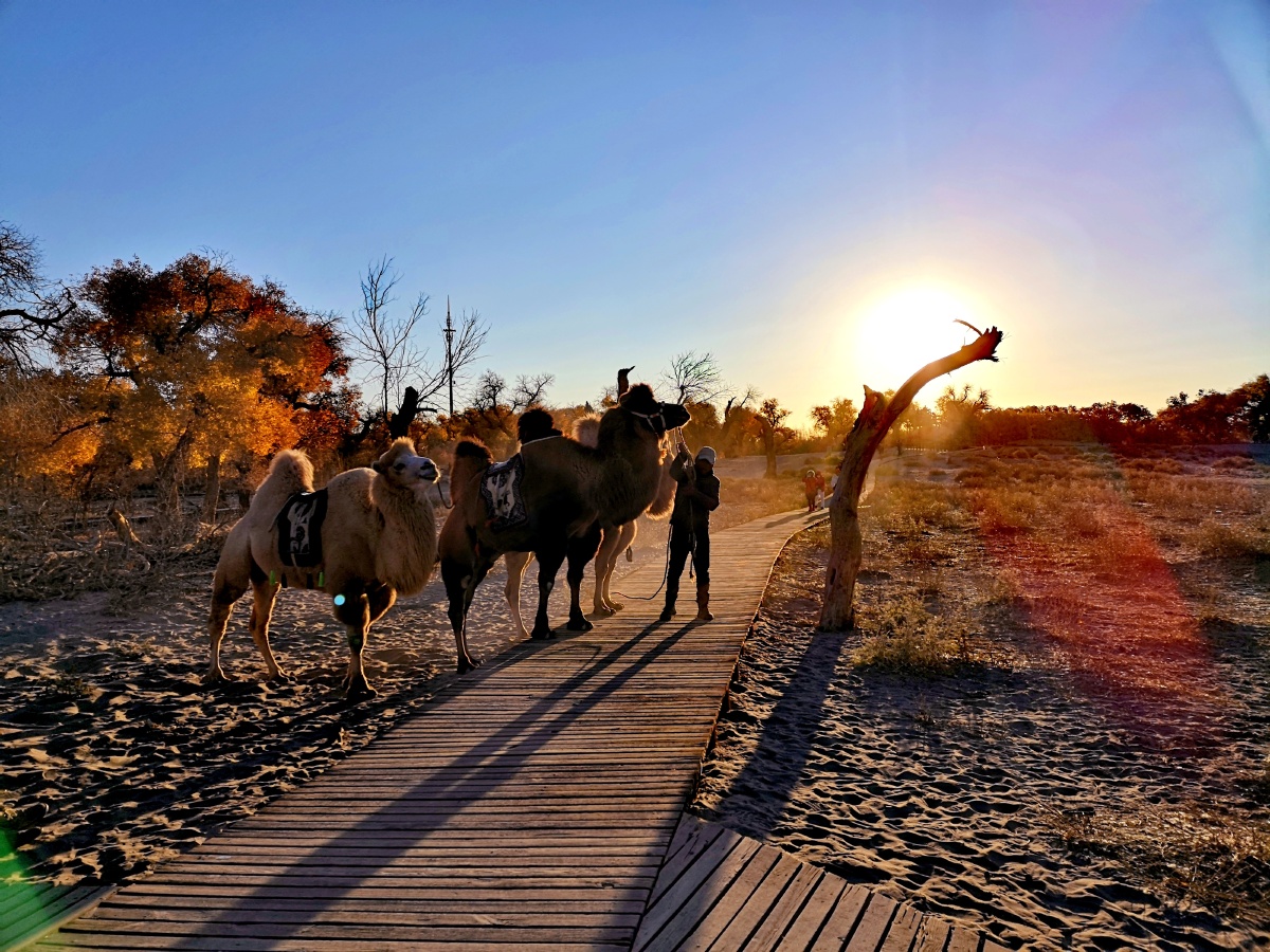 迎着朝阳的骆驼客