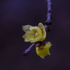 IMG_5205HJ_调整大小