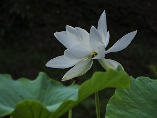 DSC00313H_调整大小