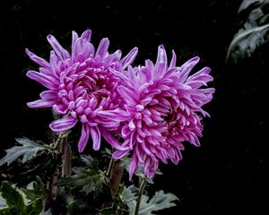 DSC05196Z (2)_调整大小