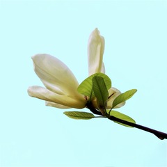 DSC00352Z