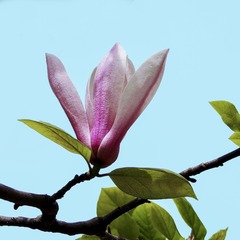 DSC01265Z