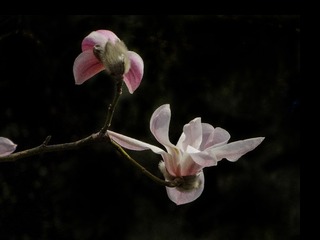DSC01530Z