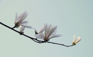 复件 DSC08869