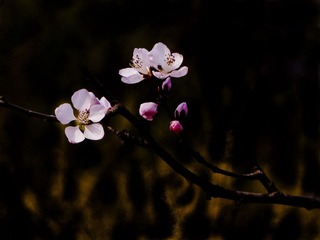 DSC01590HB_调整大小