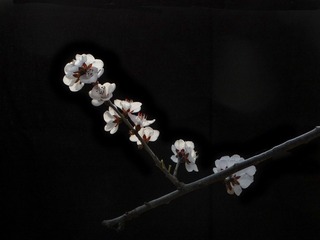DSC01621HJB_调整大小