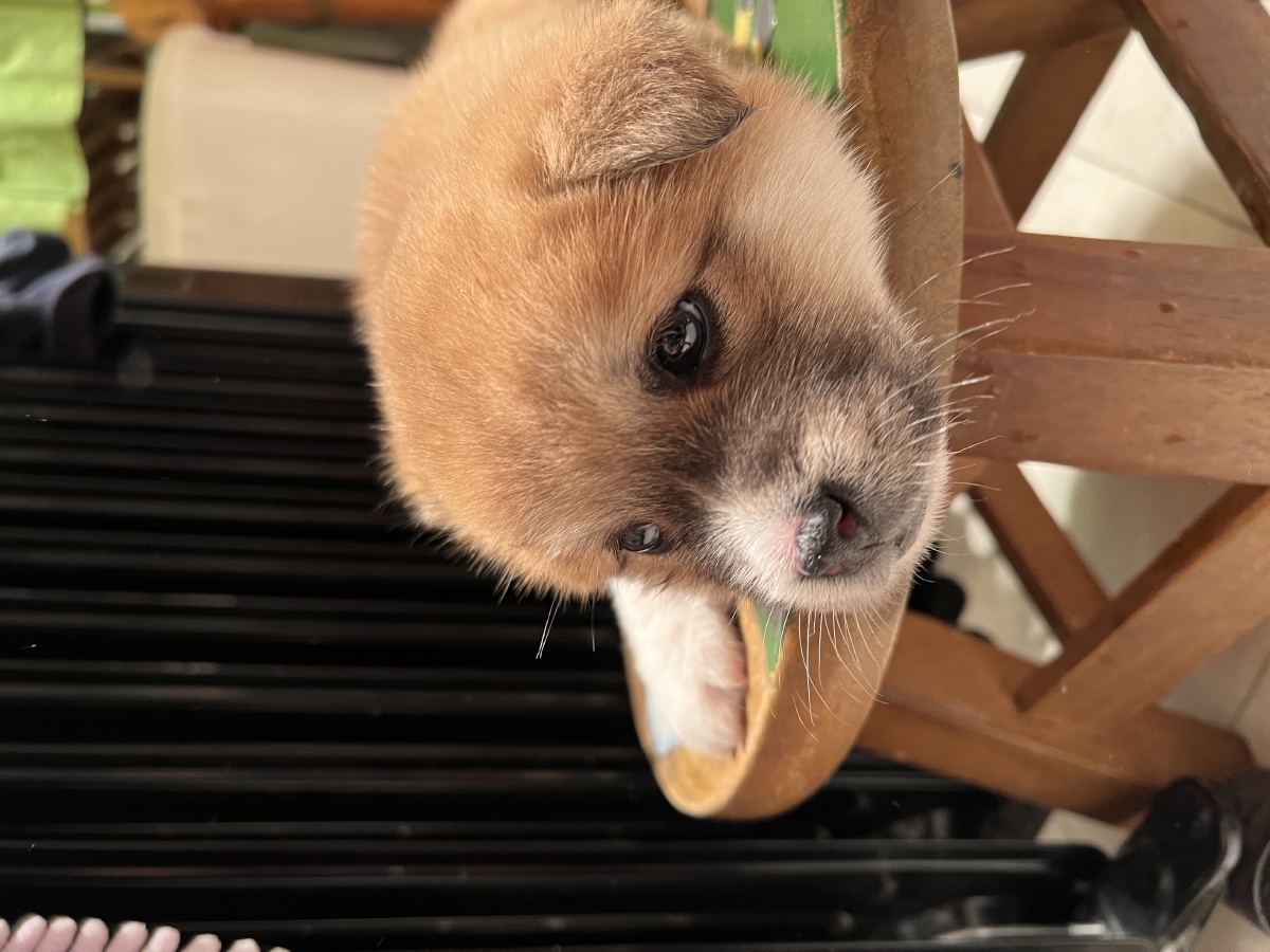 6周幼犬萌物健康柴犬中华田园犬