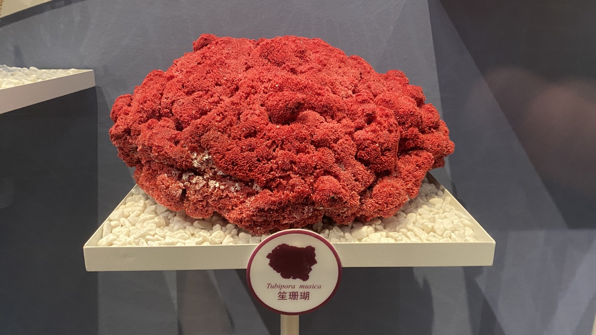 杭州西溪国家湿地博物馆动物标本植物珊瑚