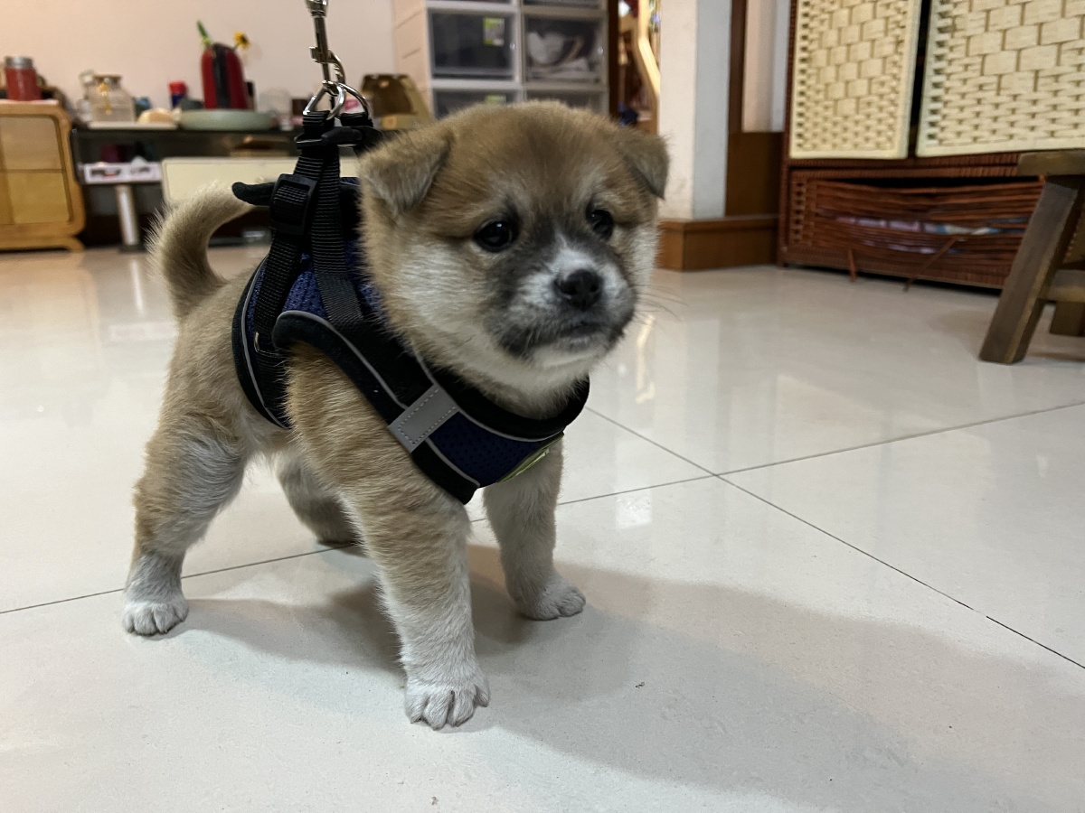 6周幼犬萌物健康柴犬中华田园犬