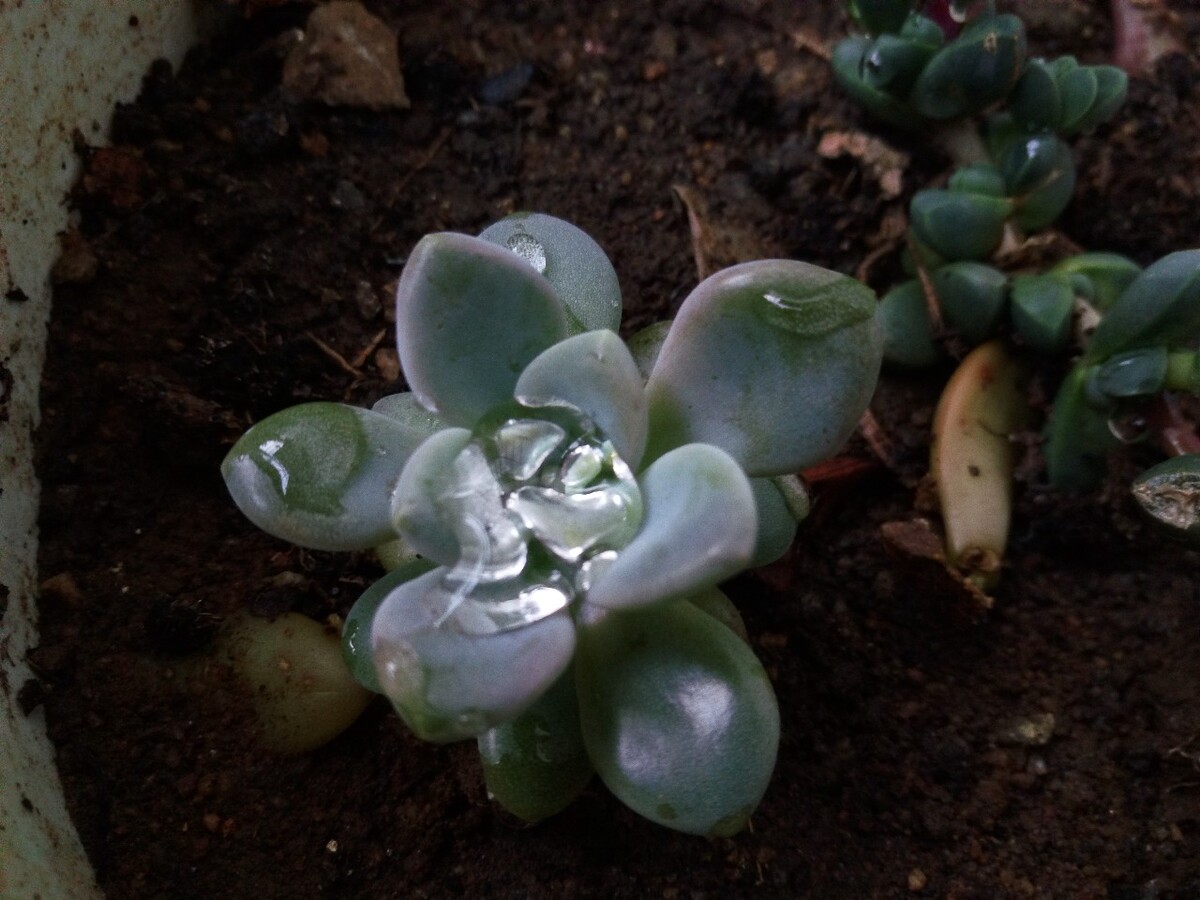 肉肉植物丰满有质感，引无数人的喜爱。