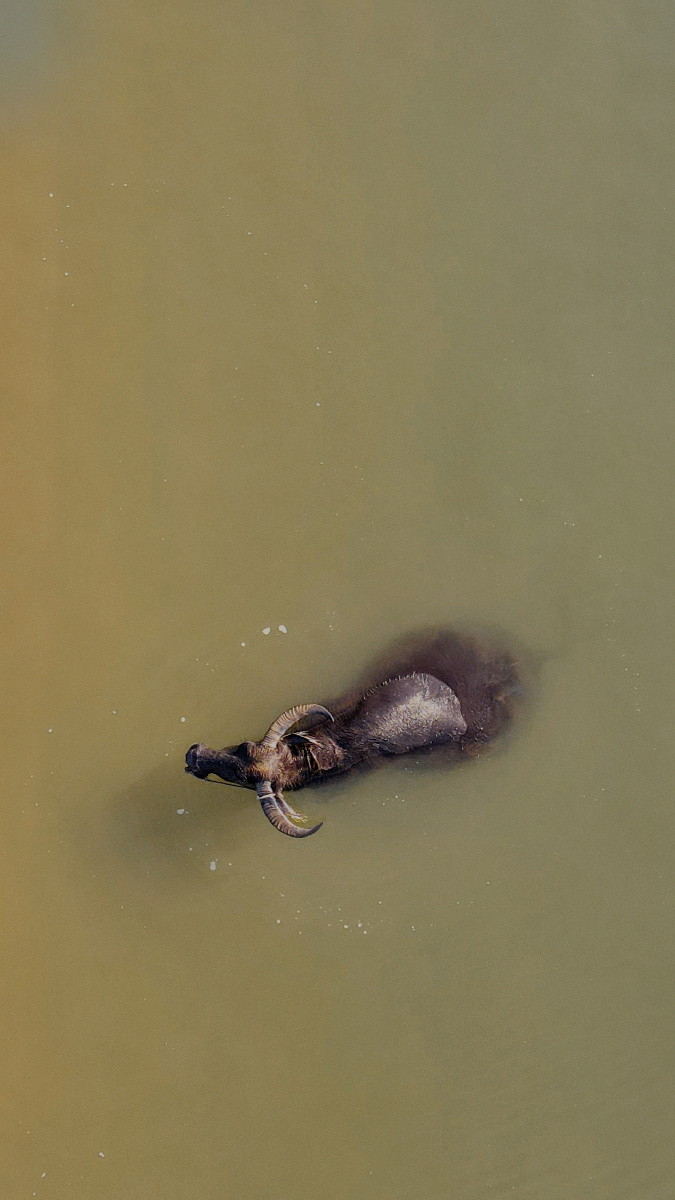 水中牛 - 布谷布谷马吉谷 - 图虫