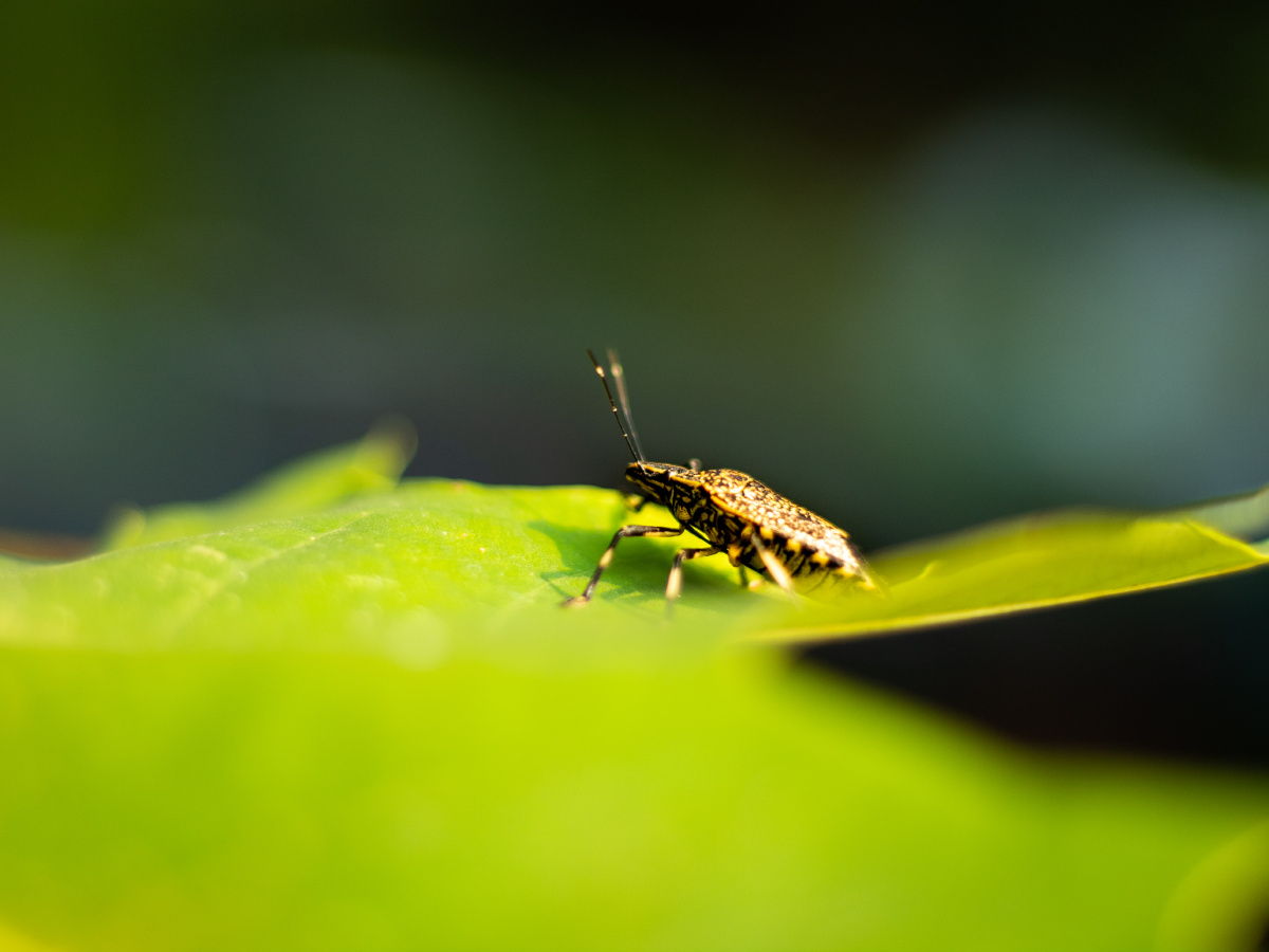 香虫- cm926 - 图虫