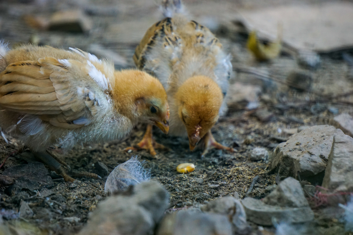 两小鸡吃玉米,狼多肉少