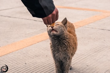 733