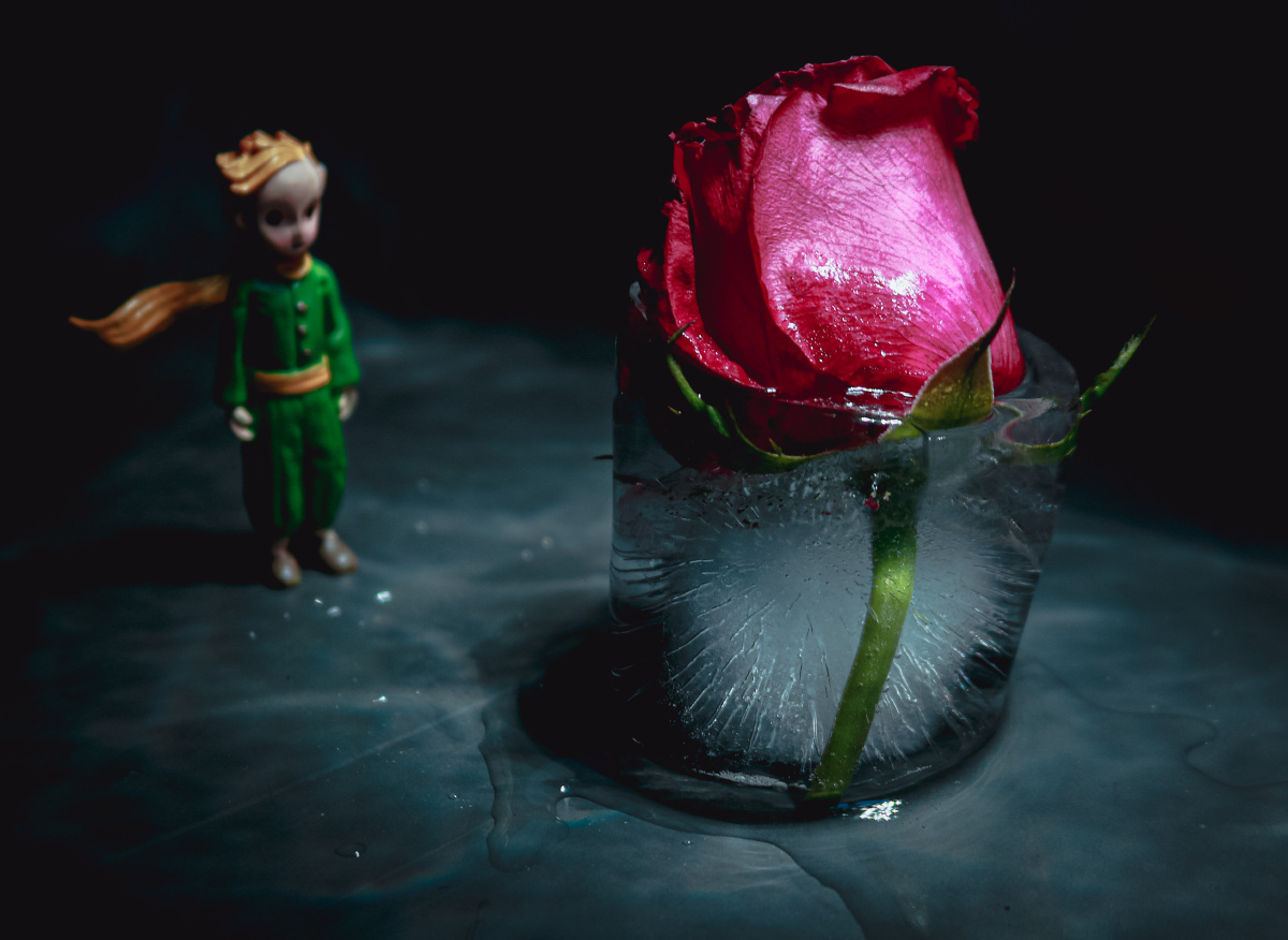摄影│《小王子与冰玫瑰》冰封,就是对爱情的保鲜吗?