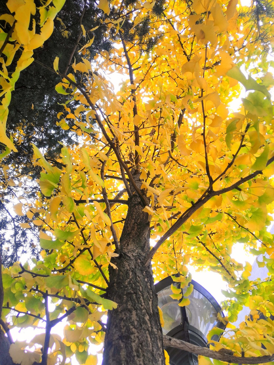 秋天- 梅花香自苦寒来230 - 图虫