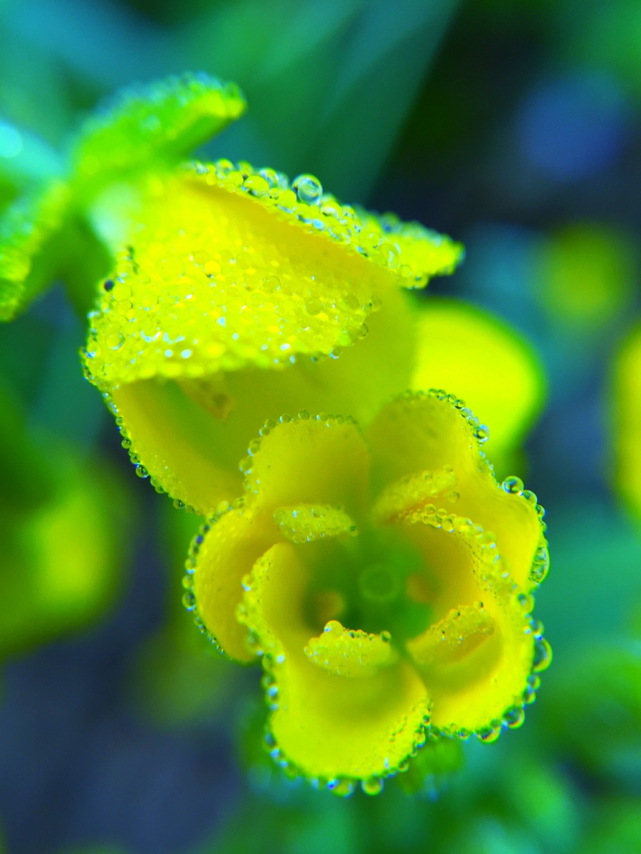 晨露拍摄于安徽池州霄坑大峡谷