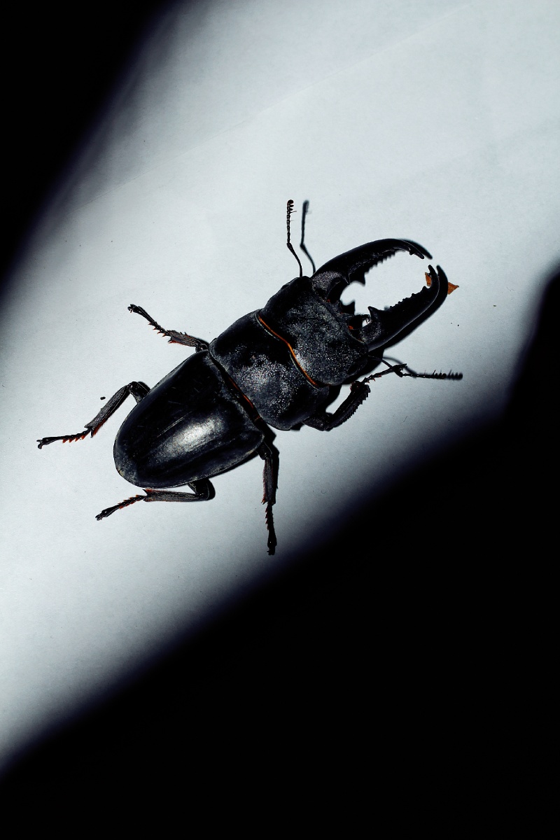 天牛是多食亚目天牛科昆虫的总称咀嚼式口器有很长的触角常常超过身体