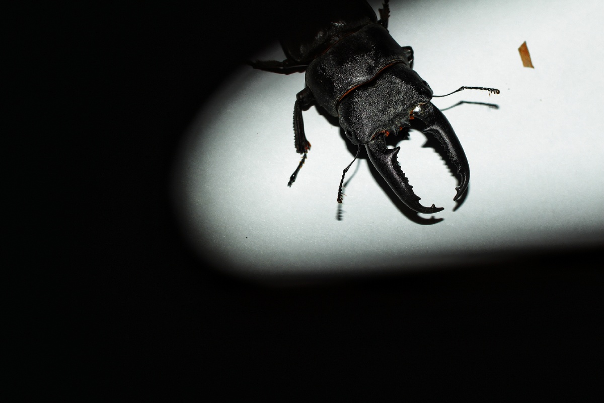 天牛是多食亚目天牛科昆虫的总称咀嚼式口器有很长的触角常常超过身体