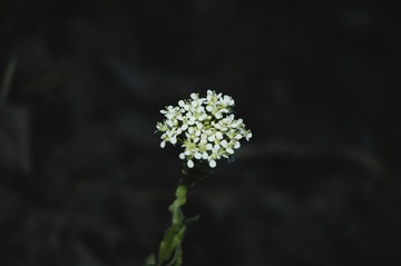 1000016386