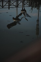 1000016385