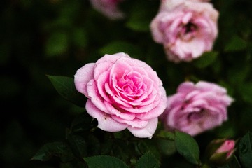 0E0D4459-4DBA-429B-B344-B511238A5CD1/L0/001