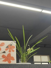 1000043520