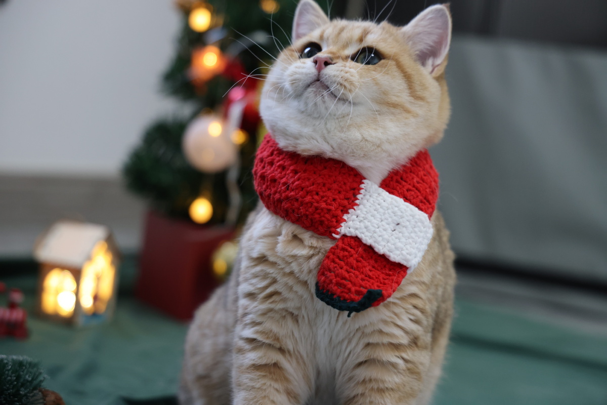 圣诞猫金渐层 - hoki金渐层猫舍 - 图虫