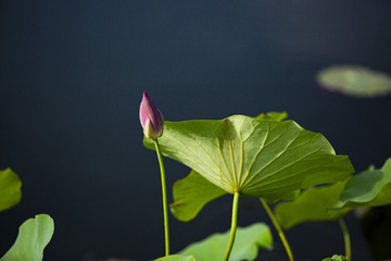 4315