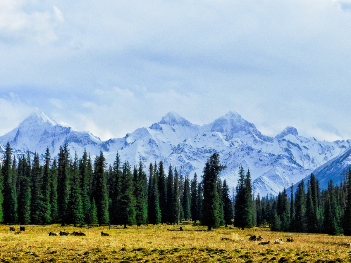 昭苏夏塔木扎特冰川
