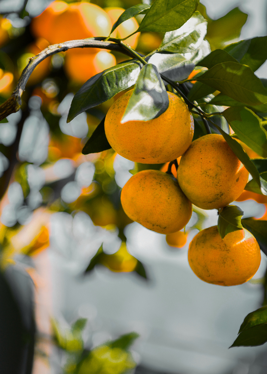 秋天的果实桔子黄了