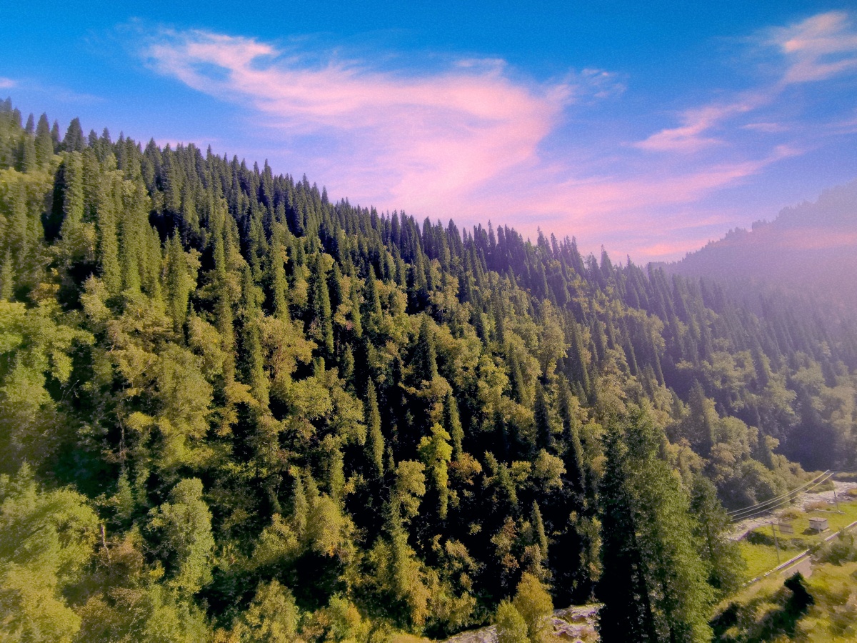 松林山巅一株桃七月将尽仍青小早闻兄弟喧闹市却持荫里听松涛