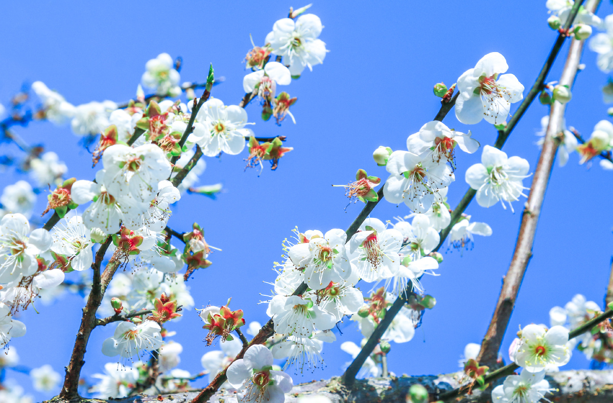 春天永泰青梅花