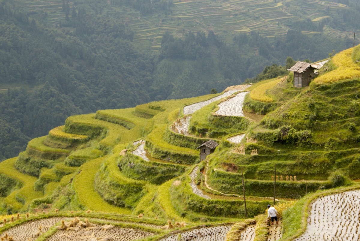 风吹稻花香两岸