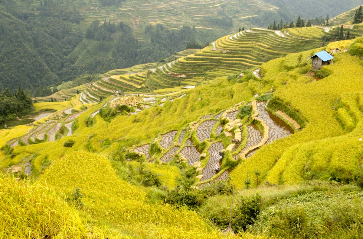 风吹稻花香两岸