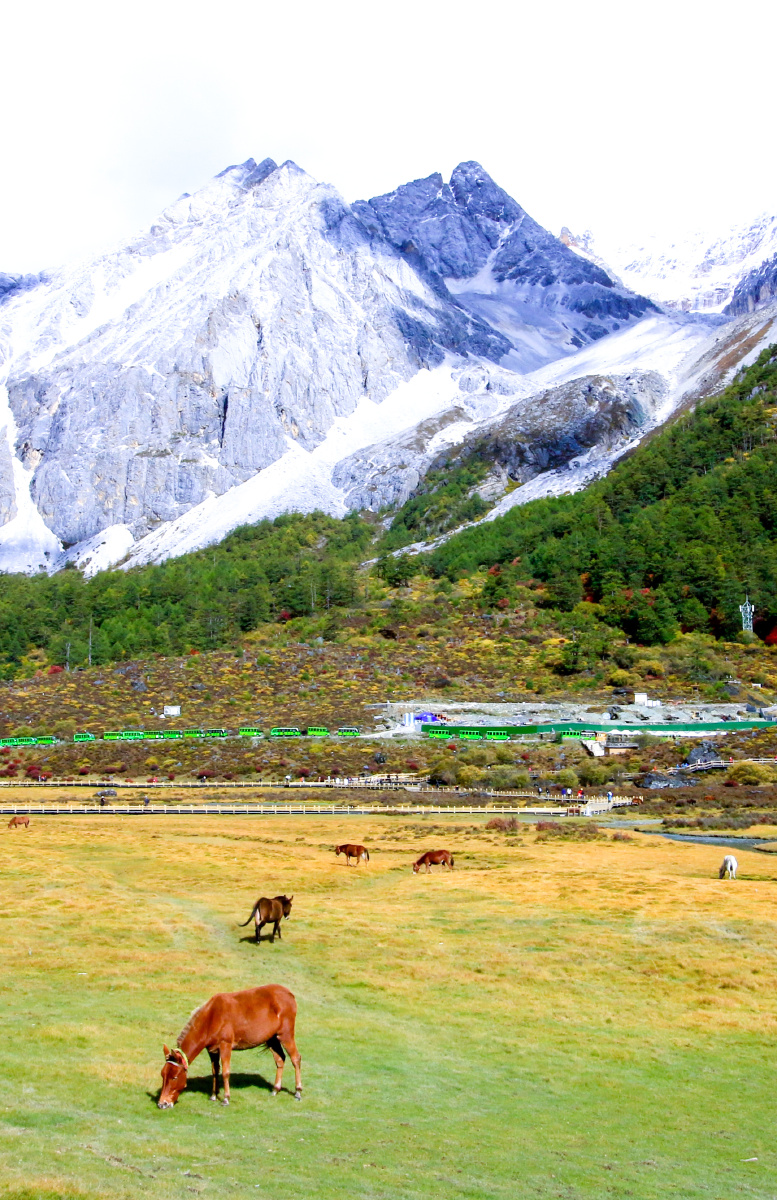 稻城亚丁洛绒牛场