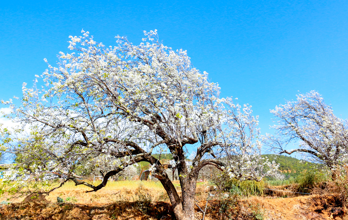 大理鹤庆奇峰梨花村