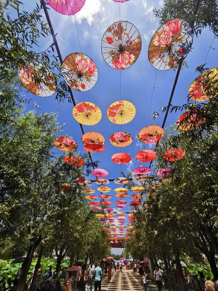 千亩荷塘月色网红打卡地—成都新津