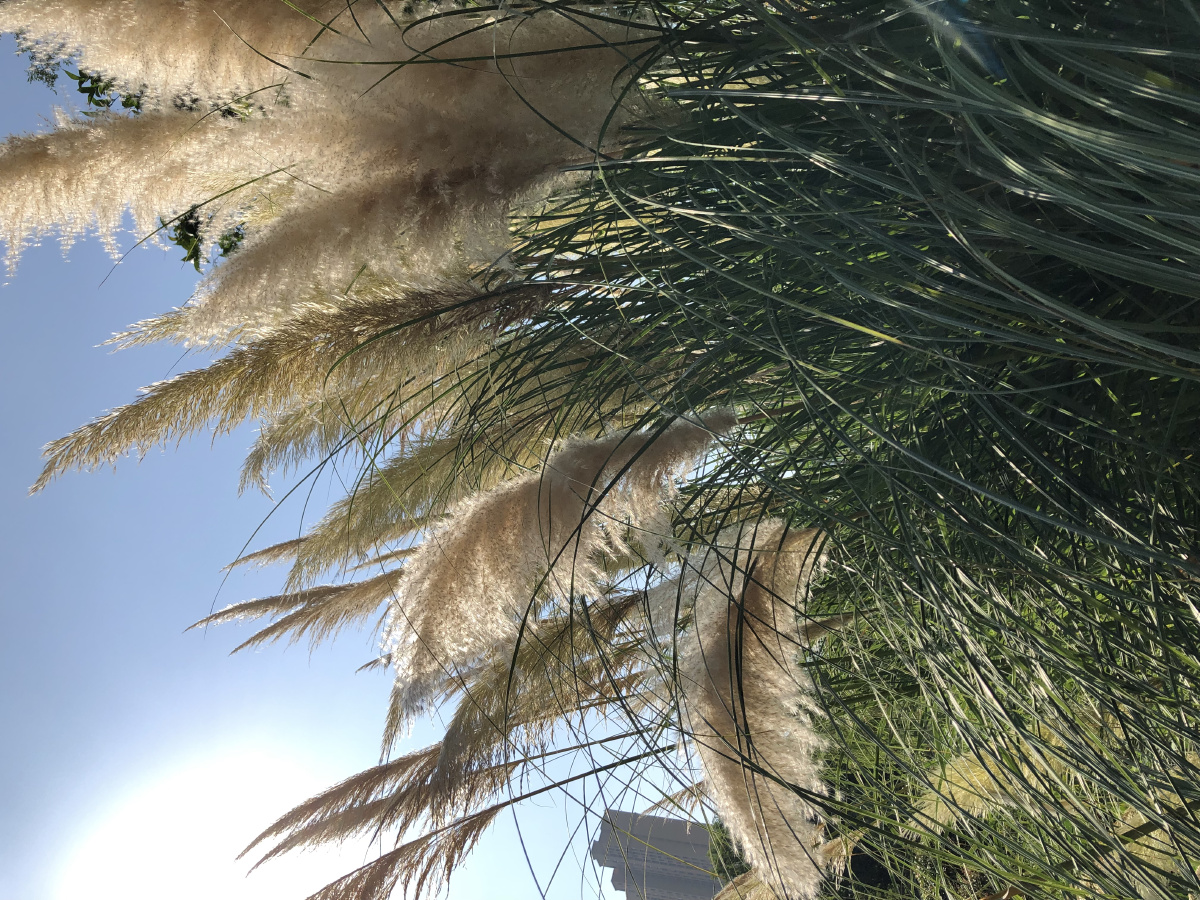 阳光斑驳的芦苇丛