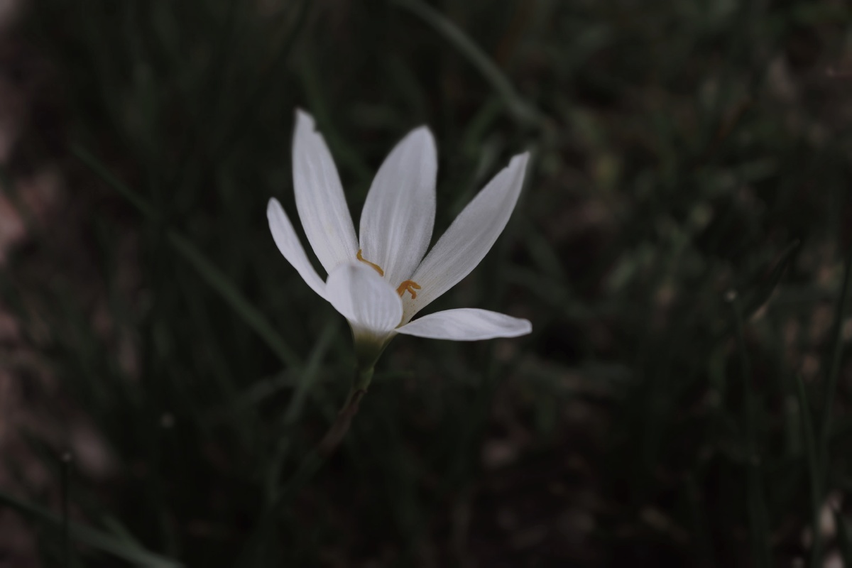 送你一朵小花花