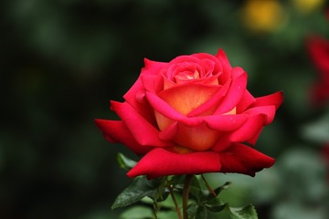 8193B5A2-5558-408B-94AC-6BB9C98F4F59/L0/001